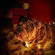 Hercules joined the competition — help win amazing prizes! dog, bulldog, brindle_coat, pet, bow_tie, collar, fairy_lights, blanket, cozy, portrait, close_up, indoor, warm_lighting, festive, holiday, gift_box, wrapping_paper, paw, snout, wrinkled_skin