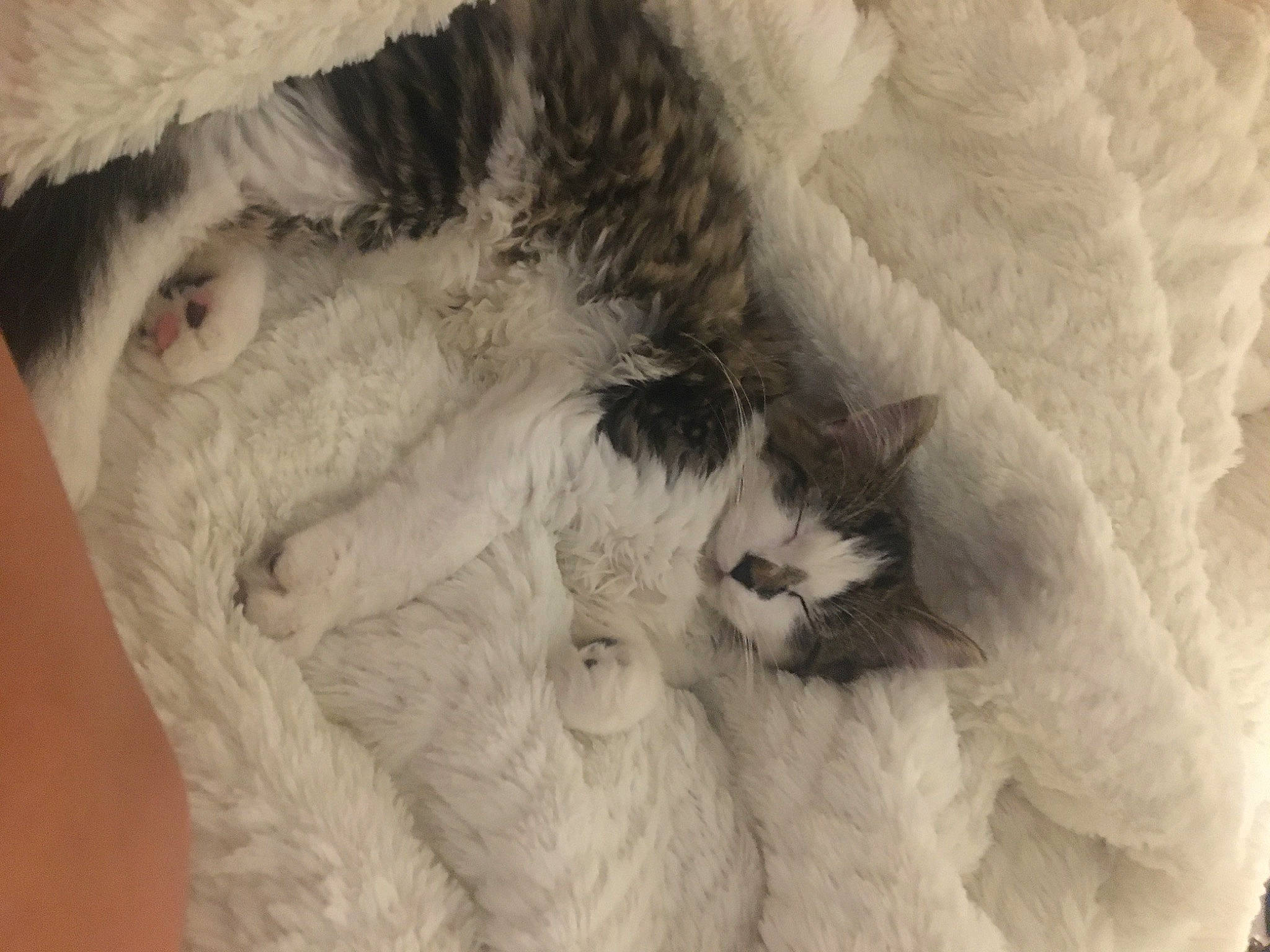 Emma is registered to the contest to win money with this photo: carnivore, cat, claw, close_up, comfort, domestic_short_haired_cat, feather, felidae, fur, grey, linens, paw, small_to_medium_sized_cats, snout, tail, whiskers, wool