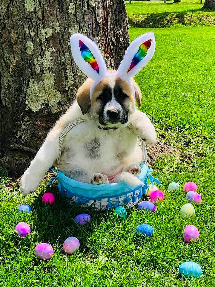 Bobo joined the competition — help win amazing prizes! blue, botany, easter, electric_blue, event, fawn, garden, grass, grassland, green, groundcover, happy, lawn, meadow, people_in_nature, plant, rabbits_and_hares, spring, terrestrial_animal, toy