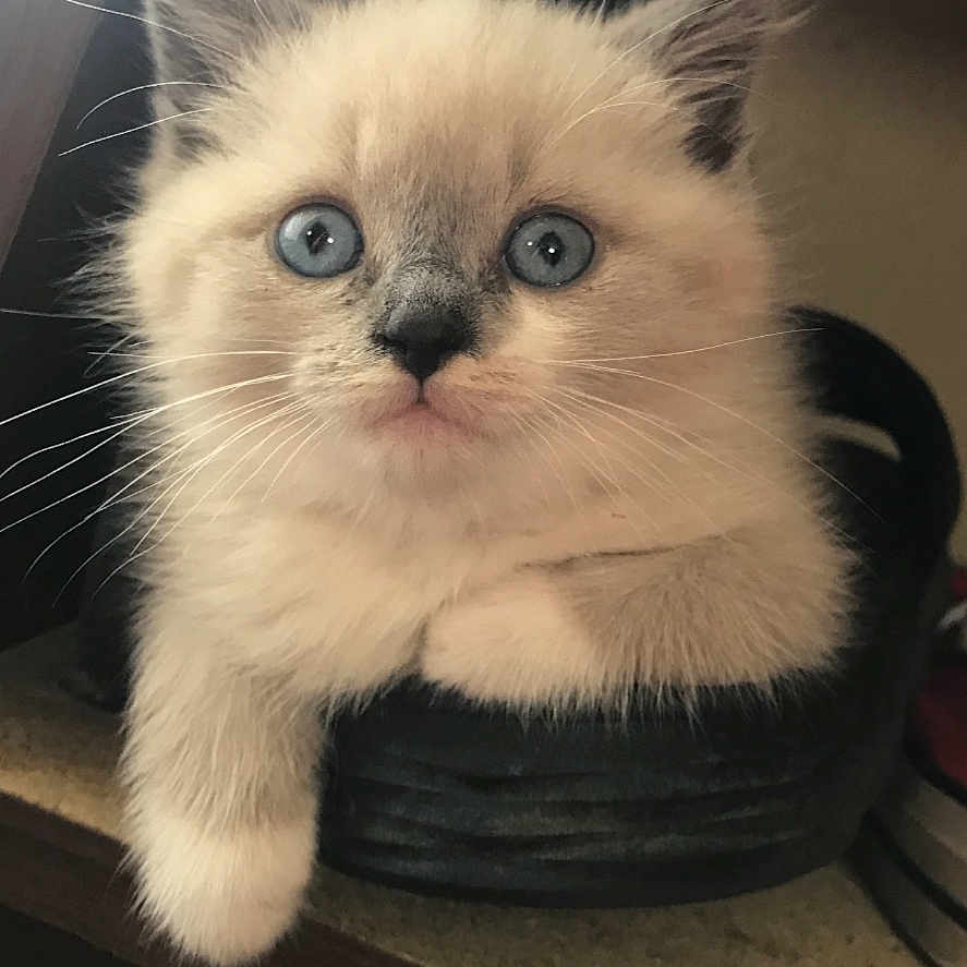 Lucy is registered to the contest to win money with this photo: abyssinian, angora, animal, cat, kitten, manx, pet, siamese, wood