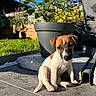 puppy, dog, outdoor, plant, pot, sunlight, garden, blue_sky, tile_floor, greenery, shadow, pet, young_dog, cute, animal, summer, nature, small_dog, backyard, daytime