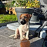 Benny a rejoint le concours — aidez-le/la à gagner de superbes lots ! puppy, dog, tennis_ball, outdoor, sunlight, plant, flower_pot, garden, pet, young, sitting, tile_floor, shadow, daylight, cute, animal, small, playful, nature, backyard