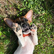 Benny a rejoint le concours — aidez-le/la à gagner de superbes lots ! puppy, dog, grass, playful, outdoor, ears, paws, collar, smiling, cute, animal, pet, nature, sunlight, young, fur, greenery, lying_down, cheerful, closeup