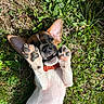 puppy, dog, grass, playful, outdoor, ears, paws, collar, smiling, cute, animal, pet, nature, sunlight, young, fur, greenery, lying_down, cheerful, closeup