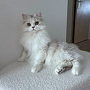 Whisper participe au concours pour gagner de l'argent avec cette photo : cat, fluffy, white, gray, pet, indoor, feline, animal, curious, relaxed, sitting, fur, paw, whiskers, looking, texture, wall, door, home, portrait