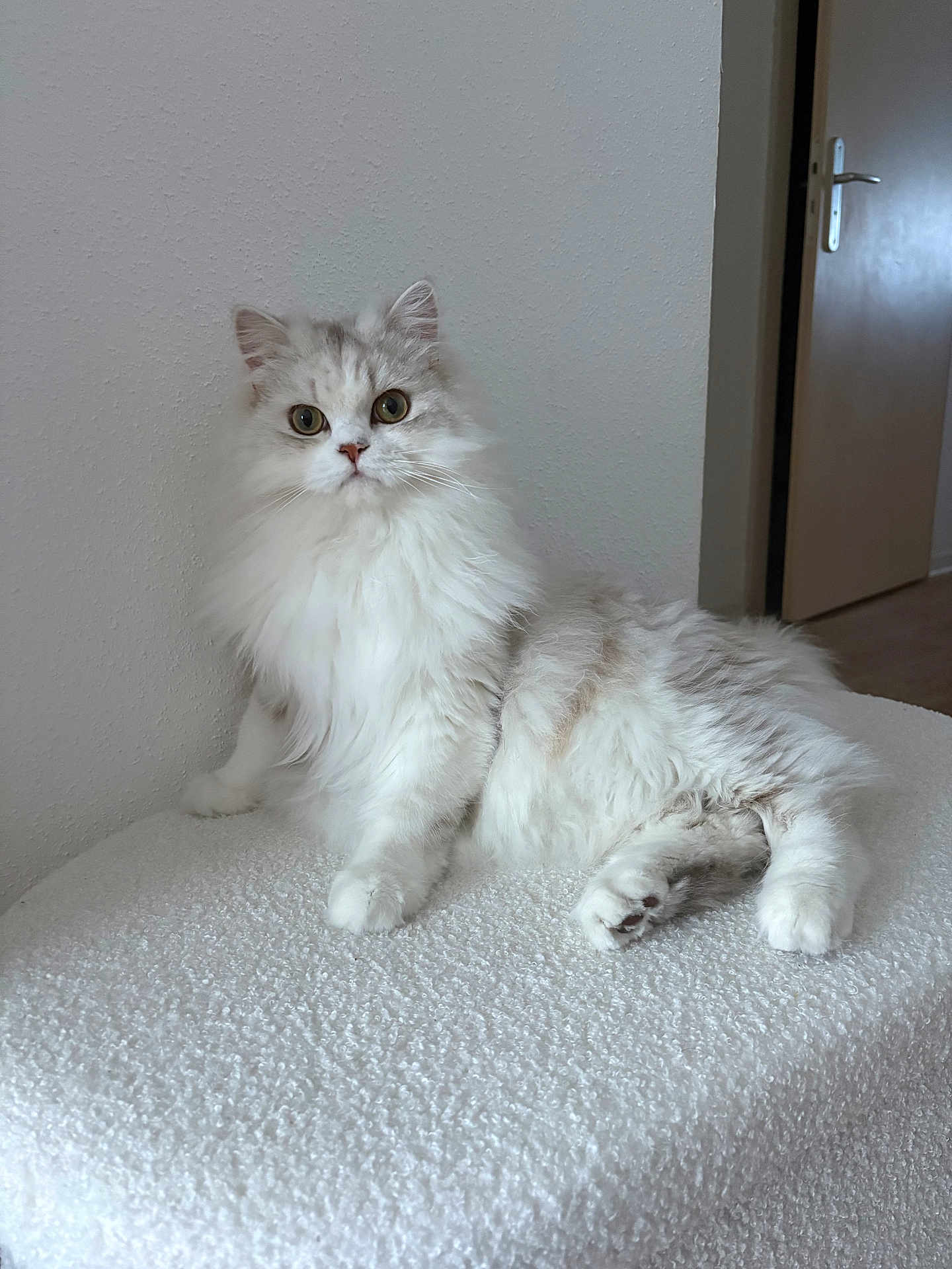 Whisper participe au concours pour gagner de l'argent avec cette photo : cat, fluffy, white, gray, pet, indoor, feline, animal, curious, relaxed, sitting, fur, paw, whiskers, looking, texture, wall, door, home, portrait
