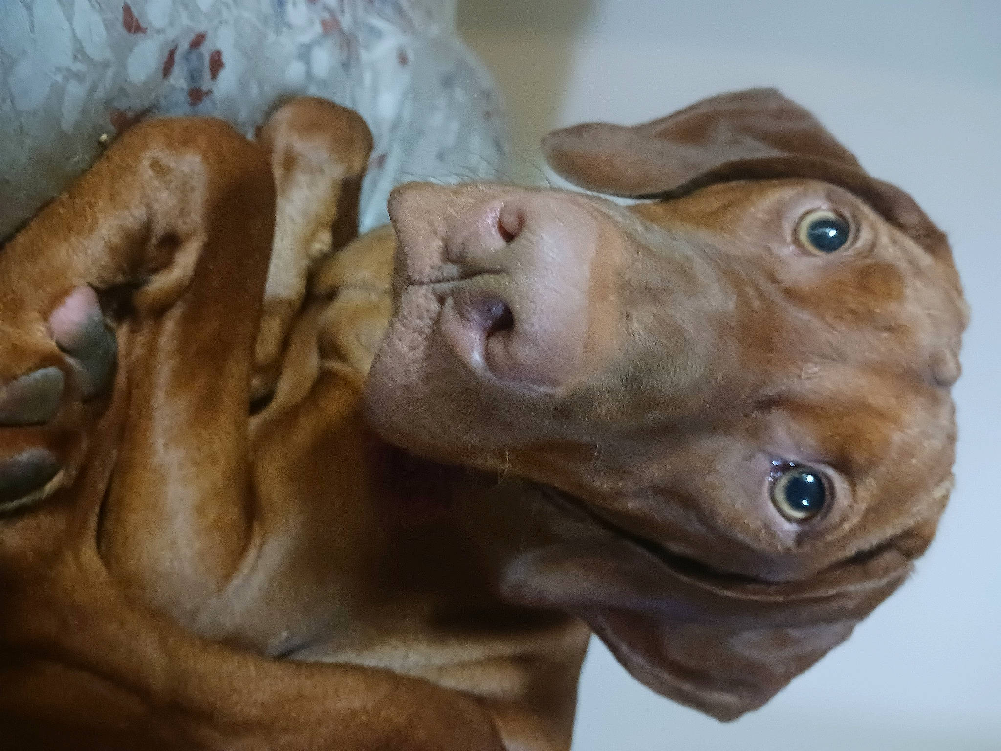 Mollie is registered to the contest to win money with this photo: art, canidae, carnivore, dog, dog_breed, ear, eye, fawn, gesture, head, jaw, liver, sculpture, snout, sporting_group, statue, whiskers, wood, working_animal, wrinkle