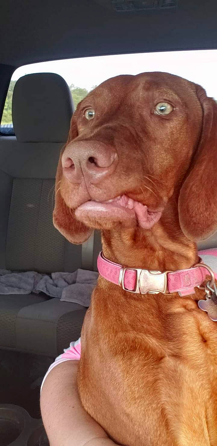 Mollie is registered to the contest to win money with this photo: automotive_mirror, canidae, car_seat, carnivore, collar, companion_dog, dog, dog_breed, dog_collar, fawn, fur, gun_dog, liver, pet_supply, snout, sporting_group, vehicle_door, whiskers, working_animal, wrinkle