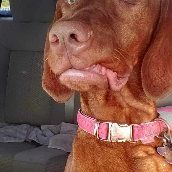 Mollie