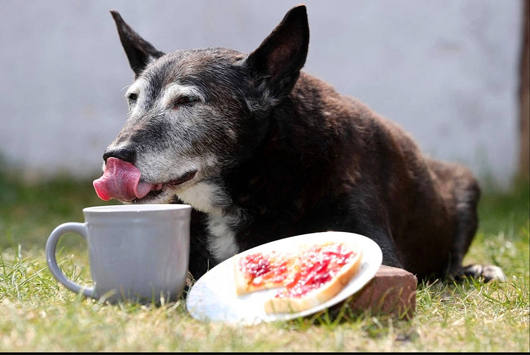 Oldest Living Dog Maximus is registered to the contest to win money with this photo: australian_kelpie, canidae, carnivore, dog, dog_breed, eating, formosan_mountain_dog, mammal, snout, vertebrate