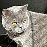 cat, british_shorthair, grey_fur, golden_eyes, pet, animal, whiskers, close_up, indoor, sunlight, feline, portrait, fur_texture, cute, domestic_cat, looking_away, soft_light, relaxed, sitting, side_view