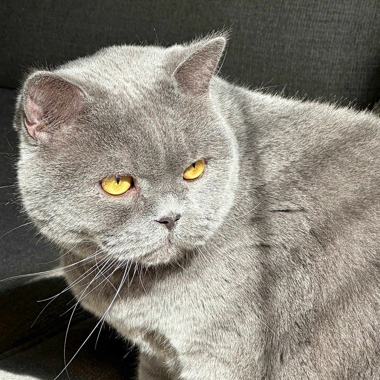Sonic joined the competition — help win amazing prizes! cat, british_shorthair, grey_fur, golden_eyes, pet, animal, whiskers, close_up, indoor, sunlight, feline, portrait, fur_texture, cute, domestic_cat, looking_away, soft_light, relaxed, sitting, side_view