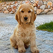 Appy participe au concours pour gagner de l'argent avec cette photo : animal, calm, cobblestone, cute, daylight, dog, ears, eyes, fur, golden_retriever, grass, nature, outdoor, pet, portrait, puppy, sitting, snout, stone_wall, young