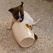 Amnie joined the competition — help win amazing prizes! puppy, dog, mug, carpet, curious, white, gold, floor, small, animal, pet, playful, cute, indoor, young, exploring, messy, adorable, domestic, fur