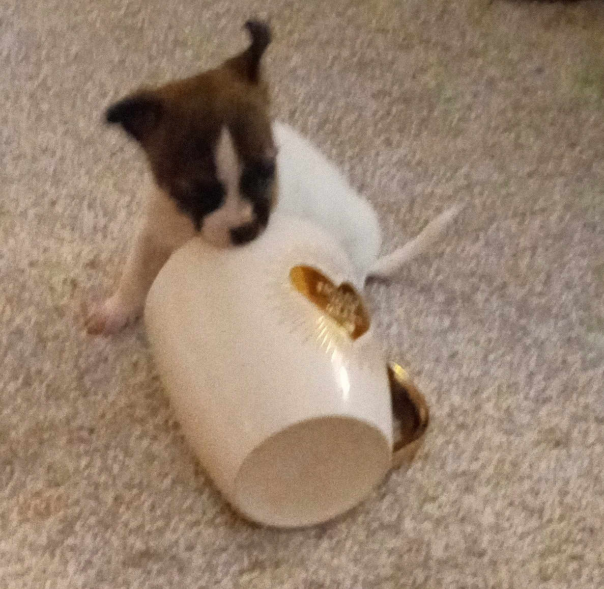 Amnie joined the competition — help win amazing prizes! puppy, dog, mug, carpet, curious, white, gold, floor, small, animal, pet, playful, cute, indoor, young, exploring, messy, adorable, domestic, fur