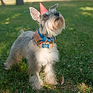 Beaux is registered to the contest to win money with this photo: animal, beard, canine, celebration, collar, cute, daylight, dog, ears, fluffy, grass, nature, outdoor, park, party_hat, pet, schnauzer, small_dog, standing, sunlight
