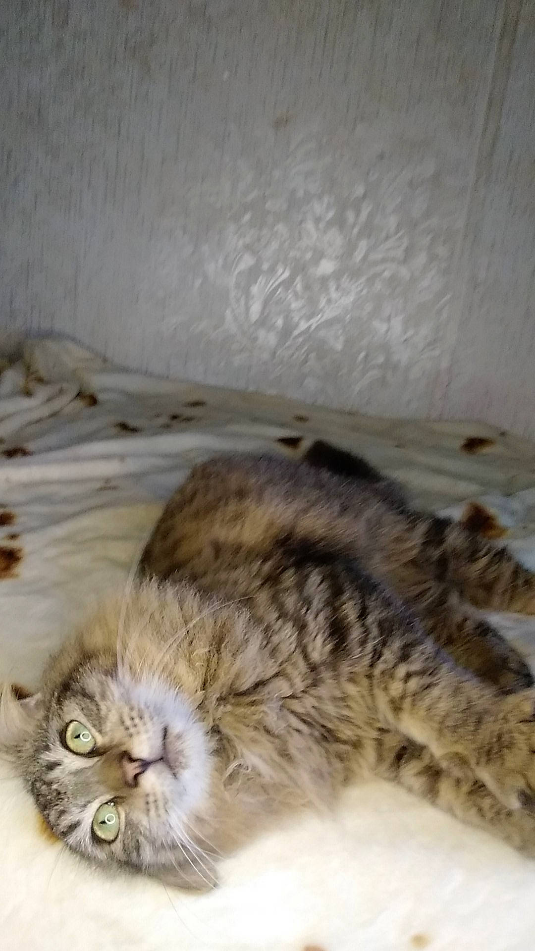 Remme-ash is registered to the contest to win money with this photo: beige, carnivore, cat, domestic_short_haired_cat, fawn, felidae, fur, small_to_medium_sized_cats, snout, tail, terrestrial_animal, vertebrate, whiskers