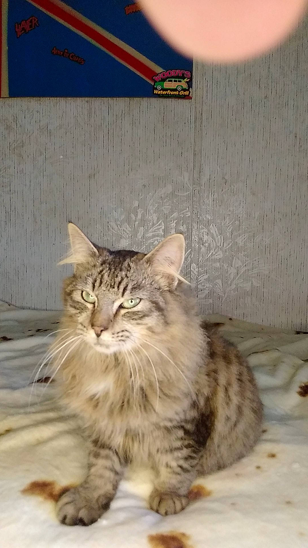 Remme-ash joined the competition — help win amazing prizes! bed, beige, carnivore, cat, fawn, felidae, fur, linens, mammal, small_to_medium_sized_cats, snout, terrestrial_animal, vertebrate, whiskers