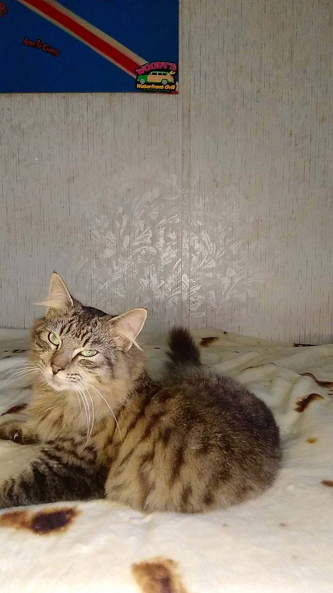 Remme-ash is registered to the contest to win money with this photo: beige, carnivore, cat, domestic_short_haired_cat, fawn, felidae, fur, small_to_medium_sized_cats, tail, terrestrial_animal, vertebrate, whiskers