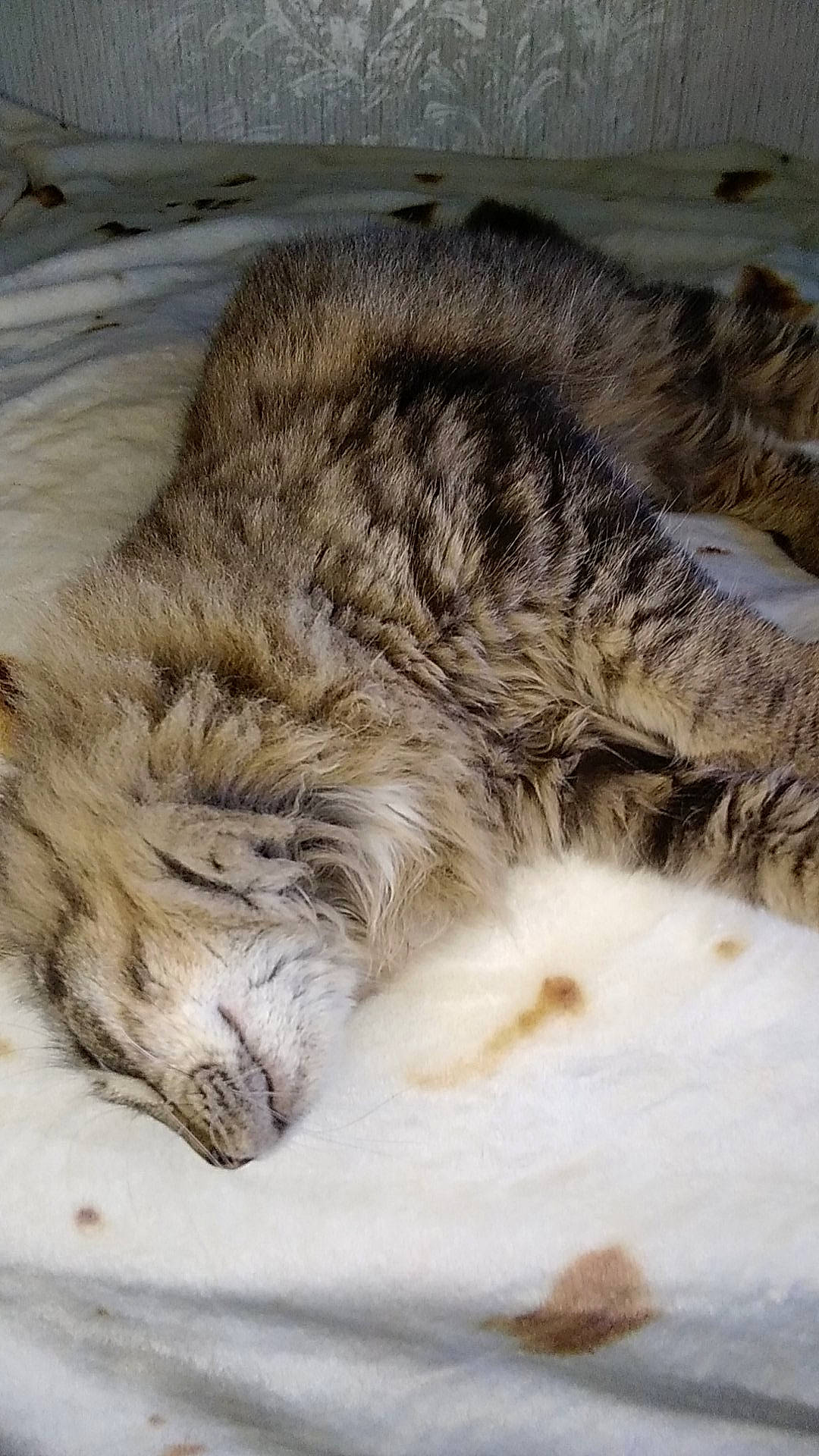 Remme-ash is registered to the contest to win money with this photo: adaptation, beige, bird, cat, fawn, felidae, fur, nap, natural_material, sleep, small_to_medium_sized_cats, terrestrial_animal