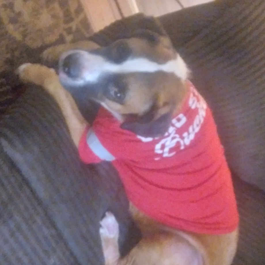 Sammy is registered to the contest to win money with this photo: boston_terrier, canidae, carnivore, comfort, companion_dog, couch, dog, dog_breed, fawn, felidae, fur, hardwood, pet_supply, small_to_medium_sized_cats, sporting_group, tail, terrestrial_animal, whiskers, wood, working_animal