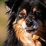 Ethane participe au concours pour gagner de l'argent avec cette photo : dog, animal, pet, close_up, portrait, fur, black_fur, tan_fur, white_fur, face, ears, tongue, outdoor, nature, canine, cute, friendly, muzzle, whiskers, fluffy