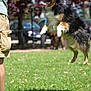 dog, jumping, grass, park, person, legs, outdoor, sunny, active, happy, pet, canine, nature, playing, animal, summer, tongue, fur, black, brown