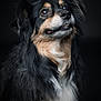 dog, animal, portrait, fluffy, long_hair, black_background, brown_eyes, mixed_colors, pet, mammal, looking_up, studio_shot, close_up, furry, companion, cute, friendly, calm, adorable, domestic_animal