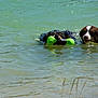 Ethane a rejoint le concours — aidez-le/la à gagner de superbes lots ! dog, water, swimming, lake, toy, green_toy, playful, animal, outdoor, nature, summer, pets, canine, fun, fetch, wet, happy, companions, recreation, summer_day