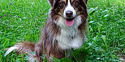 Louna a rejoint le concours — aidez-le/la à gagner de superbes lots ! dog, canine, outdoor, grass, greenery, nature, tongue, happy, pet, animal, fur, field, wildflowers, sitting, mammal, ears, eyes, nose, tongue_out, friendly