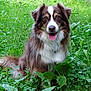 dog, canine, outdoor, grass, greenery, nature, tongue, happy, pet, animal, fur, field, wildflowers, sitting, mammal, ears, eyes, nose, tongue_out, friendly
