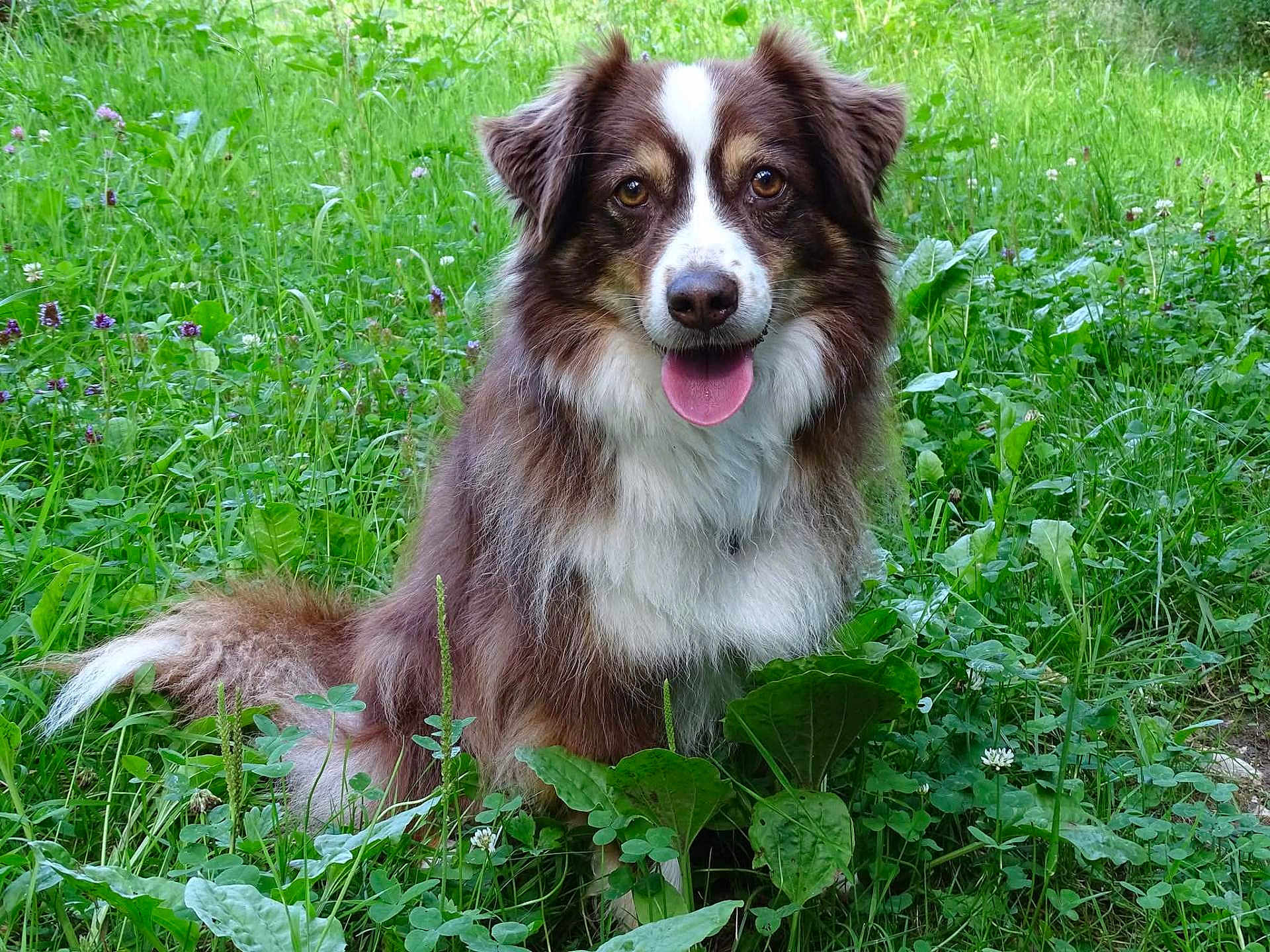 Louna a rejoint le concours — aidez-le/la à gagner de superbes lots ! dog, canine, outdoor, grass, greenery, nature, tongue, happy, pet, animal, fur, field, wildflowers, sitting, mammal, ears, eyes, nose, tongue_out, friendly