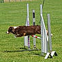 Louna participe au concours pour gagner de l'argent avec cette photo : dog, brown_dog, white_dog, jumping, leaping, agility_course, hurdle, grass, outdoor, fence, sport, animal, pet, canine, active, field, daylight, chair, net, competition