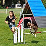Louna a rejoint le concours — aidez-le/la à gagner de superbes lots ! girl, dog, jumping, agility_course, outdoor, grass, competition, sport, animal, pet, running, young, active, canine, exercise, fun, summer, training, teamwork, focused