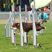 Louna participe au concours pour gagner de l'argent avec cette photo : dog, brown_dog, white_dog, jumping, agility_hurdle, outdoor, grass, sport, competition, animal, pet, active, canine, fence, training, field, leaping, exercise, energetic, daytime