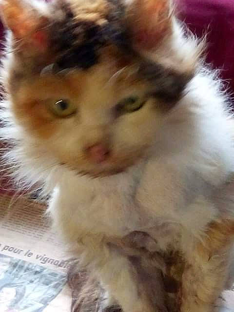 Frimousse a rejoint le concours — aidez-le/la à gagner de superbes lots ! carnivore, cat, domestic_short_haired_cat, fawn, felidae, fur, paw, small_to_medium_sized_cats, snout, tail, whiskers