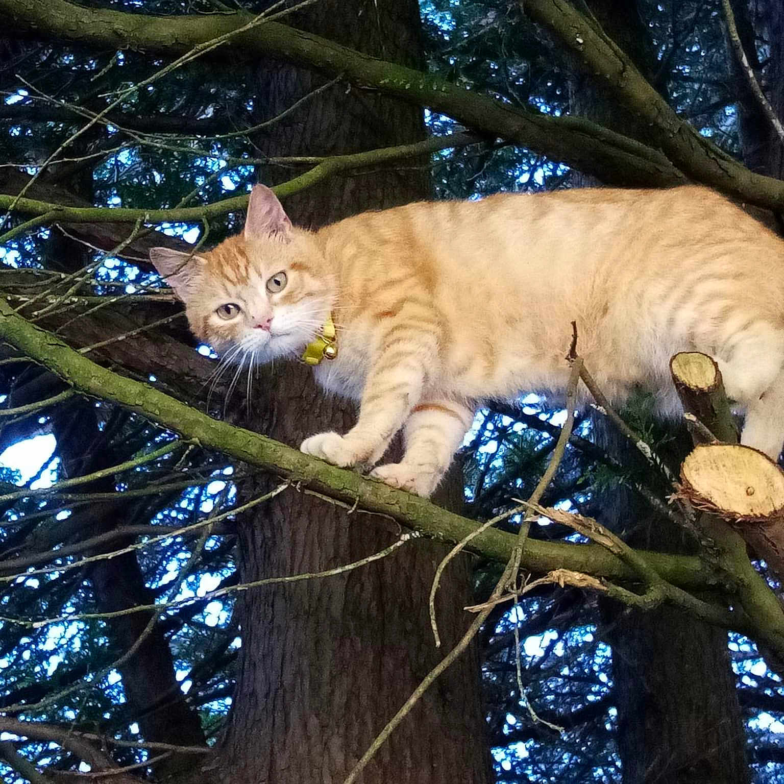 Friskies