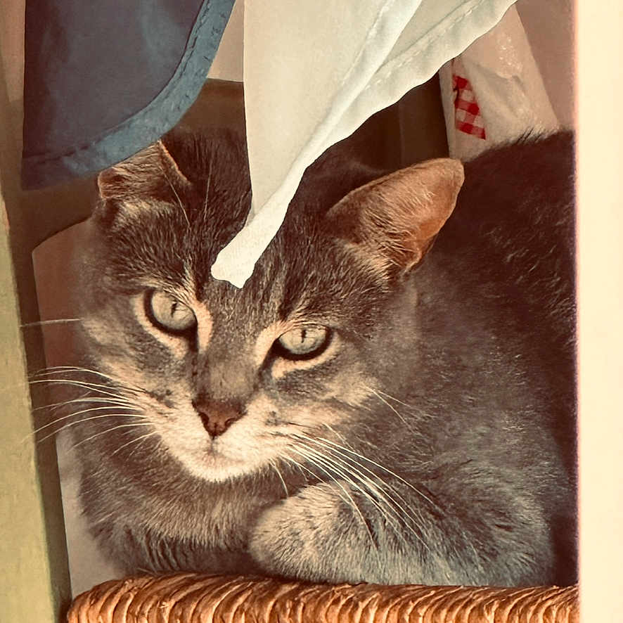 Vaiana participe au concours pour gagner de l'argent avec cette photo : abyssinian, animal, bag, blanket, box, cat, chair, couch, cushion, furniture, hardwood, homedecor, indoors, interiordesign, kitten, linen, manx, pet, towel, wood