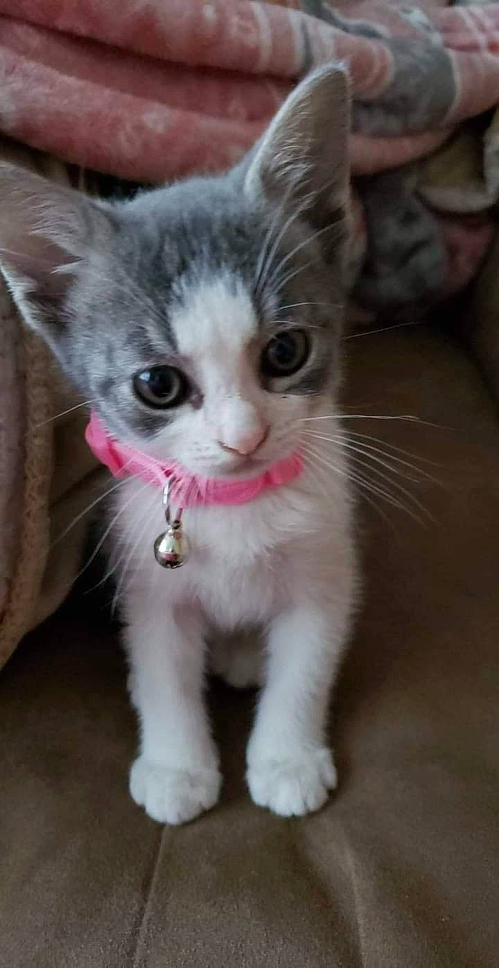 Wynx is registered to the contest to win money with this photo: carnivore, cat, claw, collar, domestic_short_haired_cat, fawn, felidae, fur, iris, paw, photo_caption, small_to_medium_sized_cats, snout, tail, whiskers