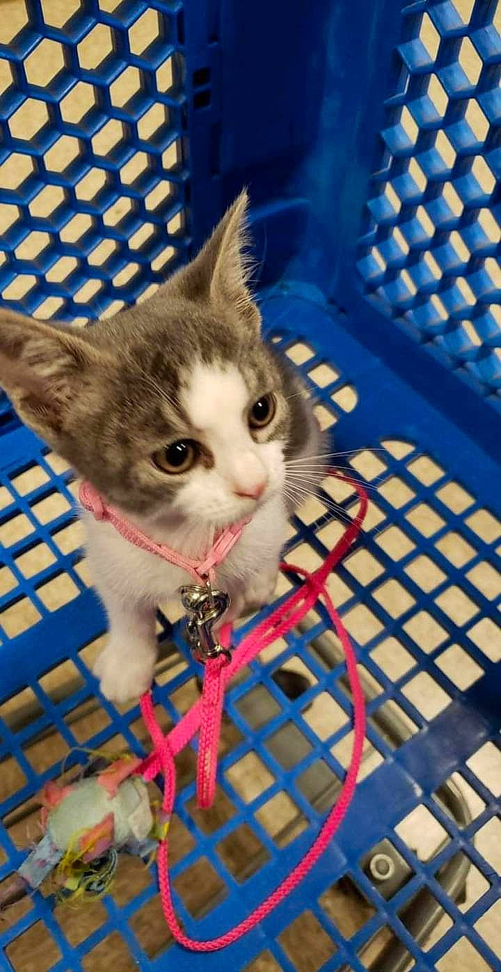 Wynx joined the competition — help win amazing prizes! animal_shelter, basket, blue, cage, carnivore, cat, collar, domestic_short_haired_cat, electric_blue, fawn, felidae, fur, mesh, metal, paw, pet_supply, service, small_to_medium_sized_cats, snout, whiskers