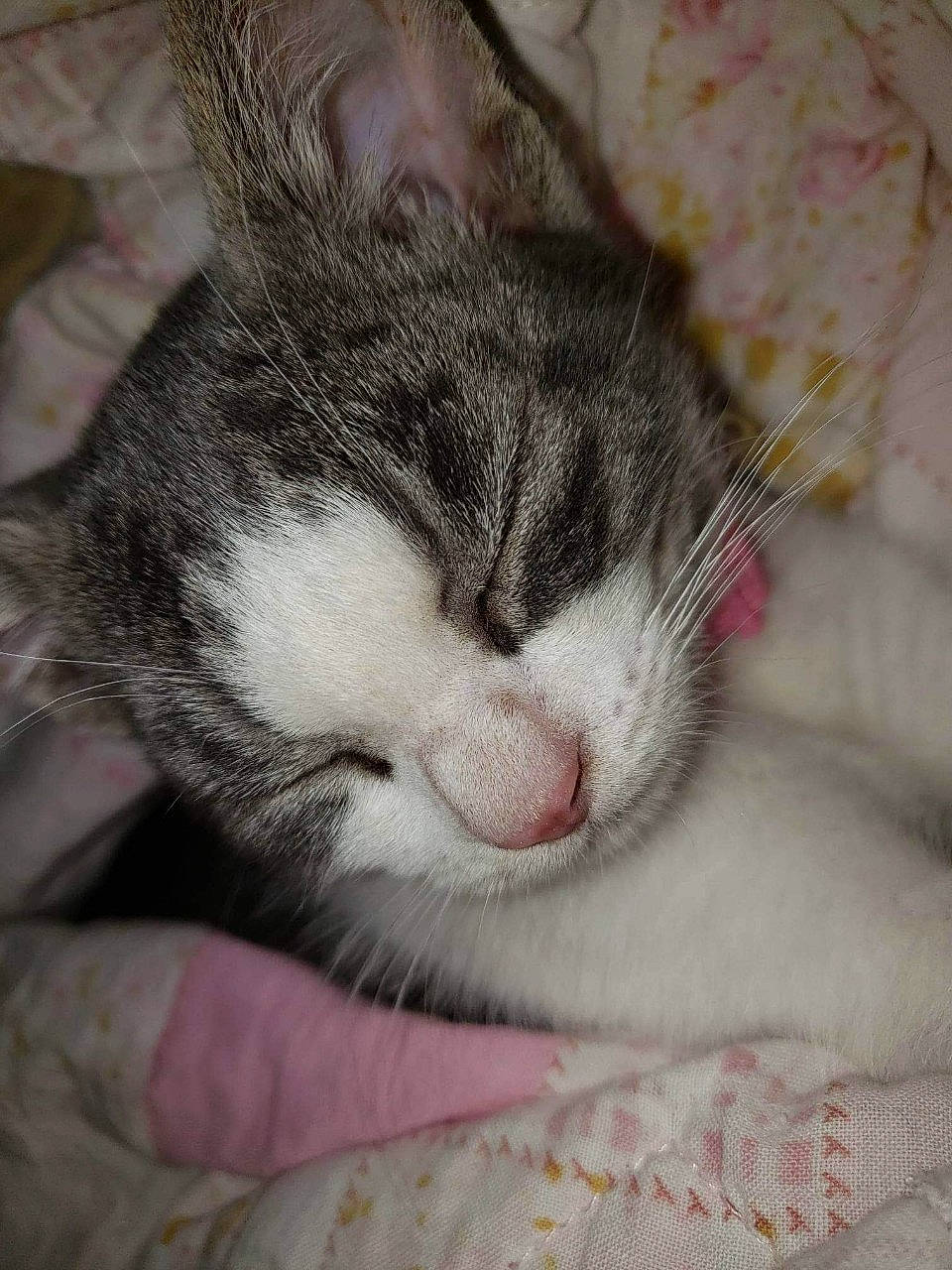 Wynx joined the competition — help win amazing prizes! carnivore, cat, cat_supply, claw, comfort, domestic_short_haired_cat, felidae, fur, nap, paw, sleep, small_to_medium_sized_cats, snout, tail, whiskers