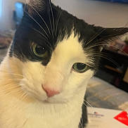 Giovanni joined the competition — help win amazing prizes! bed, blurred_background, cat, close_up, curious, cute, domestic_cat, ear, feline, front_view, fur, green_eyes, household, indoor, pet, pink_nose, portrait, tuxedo_cat, tv_screen, whiskers