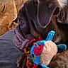 Winston- Barkley is registered to the contest to win money with this photo: dog, puppy, wrinkles, plush_toy, colorful, couch, wooden_table, indoor, pet, close_up, brown, fur, paw, toy, resting, side_view, home, animal, cute, soft