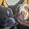 bulldog, dog, sleeping, pets, closeup, wrinkles, sunlight, blanket, cozy, companions, resting, fur, animal, cute, domestic_animal, indoors, relaxation, friendship, face, paw