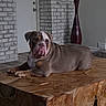 Winston- Barkley joined the competition — help win amazing prizes! bulldog, dog, indoor, table, wood, resting, pet, animal, brown, white, face, ears, floor, brick_wall, vase, door, home, furniture, relaxed, portrait