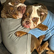 Winston- Barkley joined the competition — help win amazing prizes! bulldog, dog, pet, animal, snuggle, cuddle, sweater, clothing, cute, friendship, indoor, cozy, fur, paw, face, expression, companion, resting, comfort, closeup