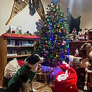 Nikita a rejoint le concours — aidez-le/la à gagner de superbes lots ! black_and_white, carpet, christmas_tree, cozy, decor, dog, festive, gift, holiday_decorations, home, indoor, lights, nutcracker, ornaments, pet, red_sack, seasonal, snowshoes, sweater, wooden_furniture