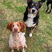 Kapy participe au concours pour gagner de l'argent avec cette photo : alert, animal, black, brown, canine, companion, daylight, dog, ears, expectant, eyes, fur, grass, looking_up, nature, outdoor, pet, sitting, two_dogs, white