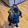 animal, black_dog, canine, collar, companion, couch, curious, cute, dog, domestic, ears, fur, head_tilt, indoor, looking_up, pet, pug, sitting, small_dog, wooden_floor