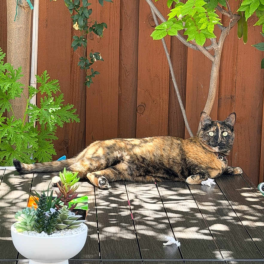 Bella